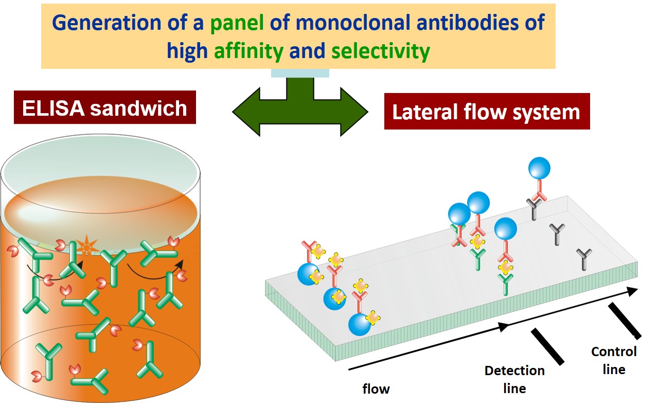 Development of immunoassays in microplate ELISA format and lateral flow systems