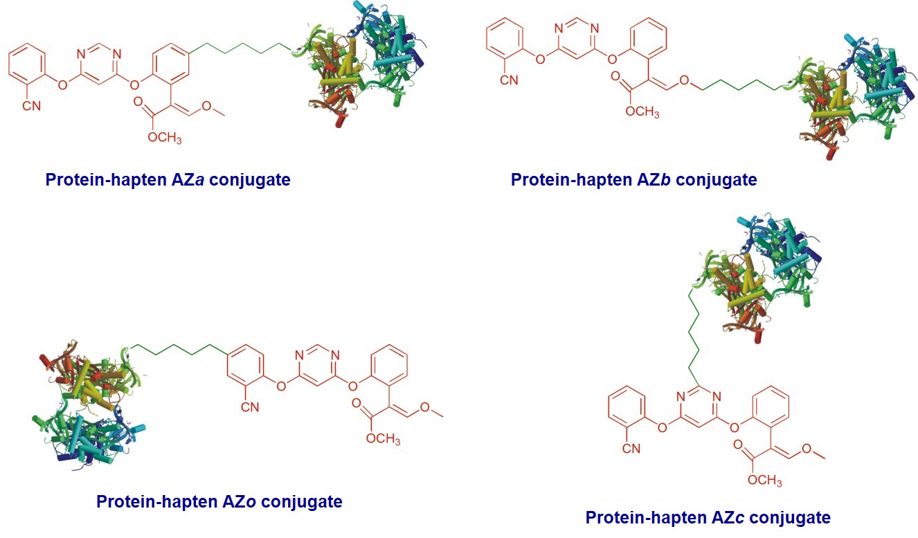 Preparation of immunogenic and assay conjugates