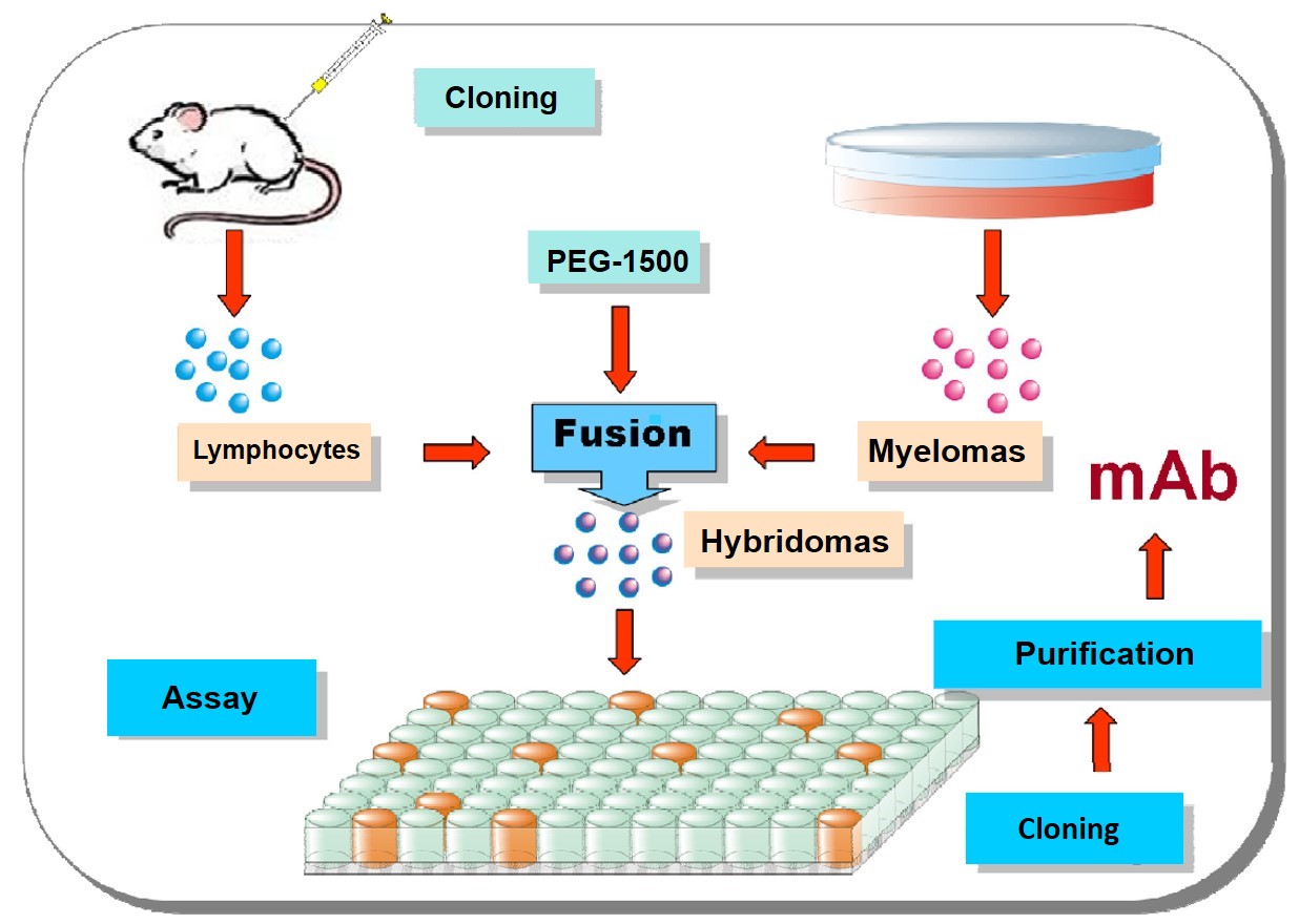 Production of monoclonal antibodies