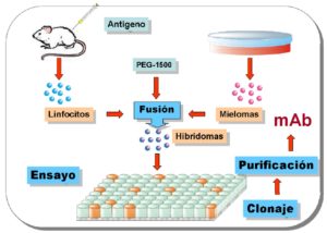 Producción de anticuerpos monoclonales